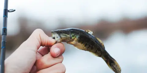 Mała rybka złowiona na spinning. Czy można łowić na spinning w styczniu? Tak, jeśli masz szczęście i cierpliwość!