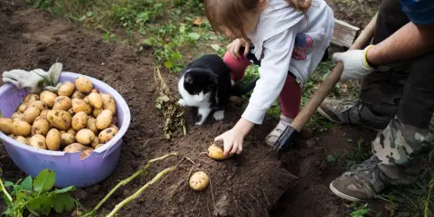 Une petite fille et un chat observent un homme qui plante des pommes de terre. Le moment idéal pour planter les pommes de terre est arrivé.