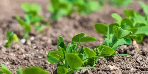 Młode pędy groszku cukrowego w rzędach na ziemi. Rozpoczyna się uprawa.