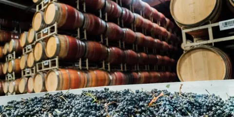 Winne beczki i świeże winogrona. Czy to początek produkcji sherry?