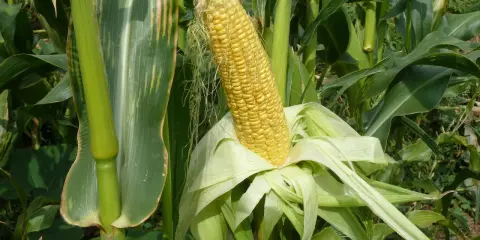 A ripe ear of sweet corn, ready for harvest. Learn how to plant sweet corn in a small garden for fresh, homegrown flavor.