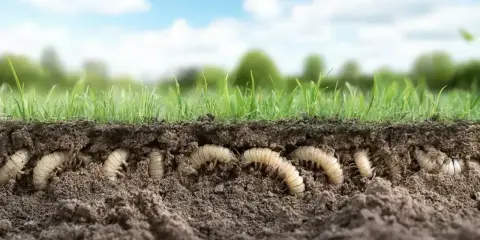 A cross-section of soil reveals a cluster of white grubs burrowing beneath lush green grass. Is it too late to treat for grubs?
