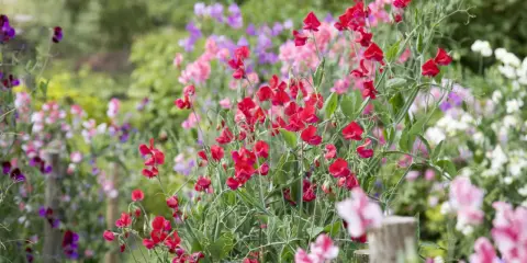 Un parterre de pois de senteur aux couleurs vives, rouges, roses, violettes et blanches, s'épanouit sous le soleil.