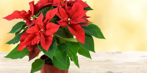 Flor de pascua roja y verde vibrante en maceta, sobre mesa de madera. ¿Cómo hacer que se ponga roja?