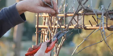 Main d'un jardinier taillant une vigne grimpante avec un sécateur orange, sur un support rouillé.