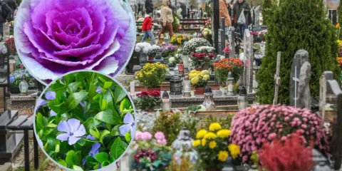 Kolorowe żywe kwiaty na cmentarz, ozdabiające groby. W zbliżeniu fioletowa kapusta ozdobna i niebieskie barwinki.