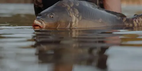 Karp wynurza się z wody, przygotowując się do tarła karasia w stawie.