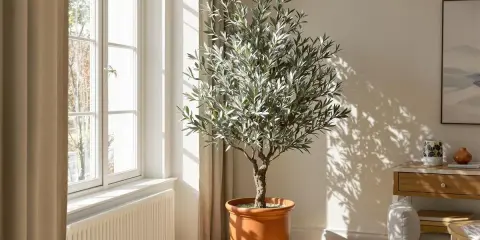 Un bel olivier en intérieur, baigné de lumière naturelle près d'une fenêtre. Ses feuilles argentées projettent des ombres dansantes sur le mur.