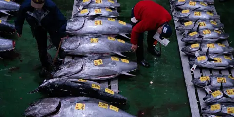 Mercato del pesce con uomini che esaminano enormi tonni, forse il tonno più grande mai pescato, pronti per la vendita.