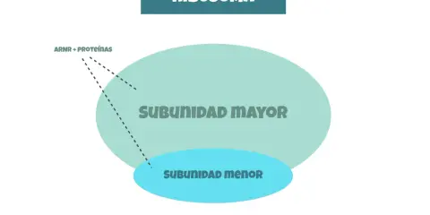 Diagrama de ribosomas, visto en microscopio electrónico, con subunidad mayor y menor, y ARNr + proteínas.