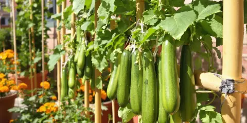 Courgettes vertes suspendues à un tuteur en bambou, prêtes à être récoltées.