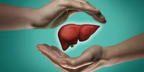 Dwie dłonie otaczają wątrobę, symbolizując ochronę. Nadmierne trójglicerydy a alkohol mogą ją uszkodzić.