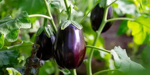 Aubergines brillantes sur la tige, entourées de feuilles vertes. Aucune maladie de l'aubergine visible sur cette photo.