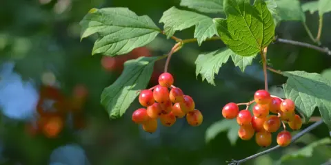 Koralikowe, czerwone owoce w lesie, wiszące na gałązkach wśród zielonych liści.