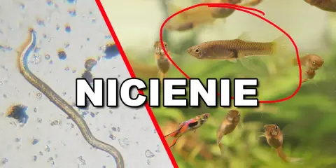 Mikroskopowy nicień, potencjalny pasożyt w akwarium, obok zdrowych rybek gupik.