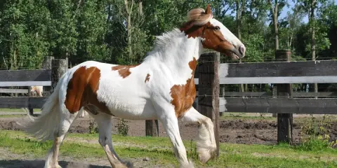 Braunes Pferd mit weißen Flecken galoppiert, die Hufe wirbeln Staub auf. Hoffentlich kein Muskelfaserriss Pferd!