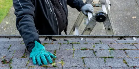 Rękawica w zielonym kolorze pokazuje, jak usunąć mech z gontów bitumicznych. Na dachu widać zielony nalot.