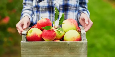 Jak przycinać jabłonie? Poradnik krok po kroku dla Twojego sadu