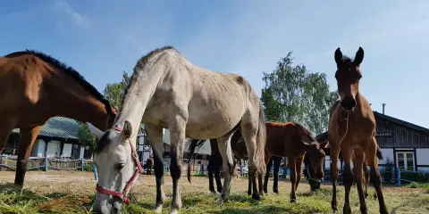 Stadniny koni Lubuskie: Znajdź idealne miejsce dla siebie i konia!