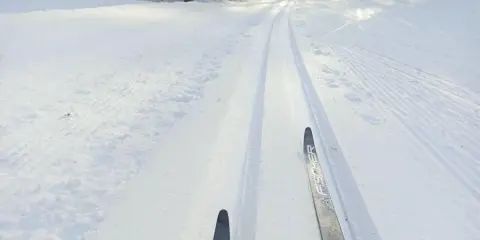 Färska skidspår i snön, redo för skidåkning i Luleå. Solen lyser genom träden och skapar ett vackert vinterlandskap.