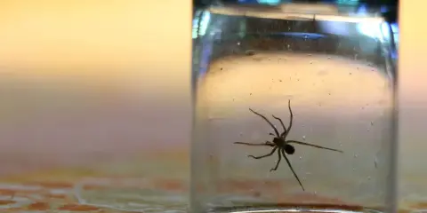 Spinne im Glas gefangen. Ein Glas als Methode, was tun gegen Spinnen, um sie sicher zu entfernen.
