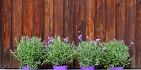 Quatre plants de lavande en pot, aux fleurs violettes et au feuillage vert, alignés devant un mur de bois brun.