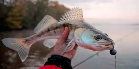 Udana wyprawa na sandacza! Ryba z haczykiem w pysku, złowiona o świcie.