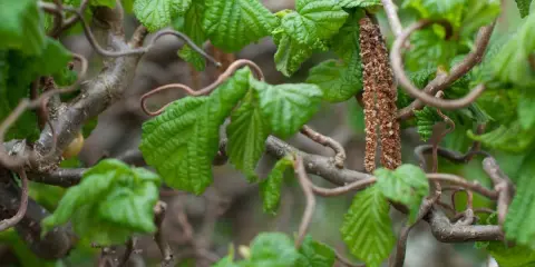 Gros plan sur le feuillage vert vif et les branches torturées d'un noisetier tortueux, avec un chaton brun pendant.