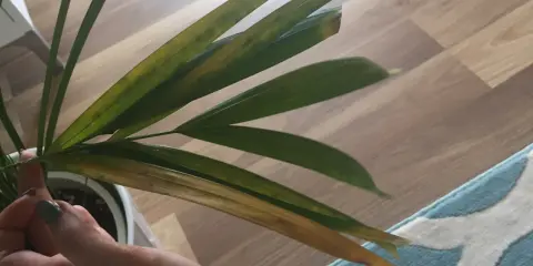 Brązowe plamy na liściach palmy wskazują na problemy z pielęgnacją.