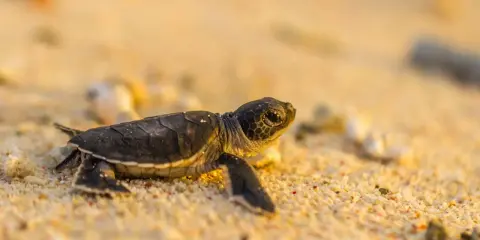 Piccola tartaruga sulla sabbia, con le sue zampe e il guscio che mostrano le parti della tartaruga in un viaggio verso il mare.
