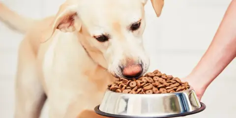 Un chien renifle sa gamelle, signe qu'il a trouvé la meilleure nourriture pour chien diabétique.