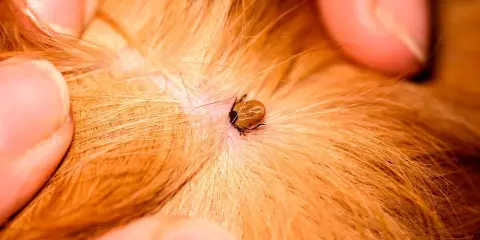Gros plan d'une tique sur la peau d'un chien, près d'une plaie. Des doigts écartent le pelage roux pour mieux voir le parasite.