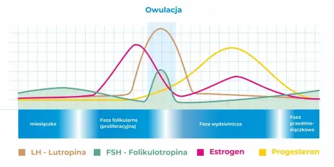 Wykres cyklu menstruacyjnego. Progesteron, żółta linia, wzrasta po owulacji, przygotowując macicę.