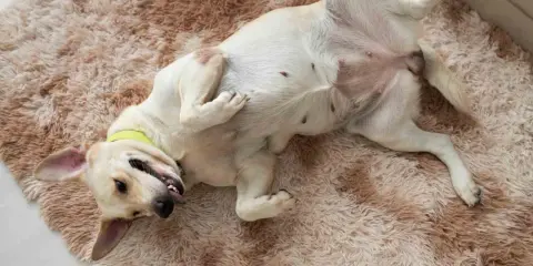 Pies leży na dywanie, pokazując brzuch. Czy to pierwsza cieczka u psa i ile trwa?