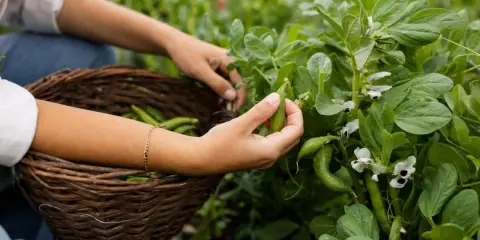 Main récolte de fèves dans le potager. Les mains cueillent les gousses vertes pour les mettre dans un panier en osier.