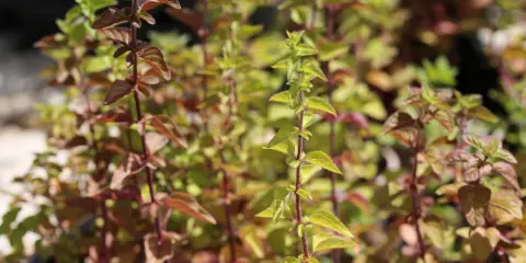 Plantes d'origanum majorana aux feuilles vertes et pourpres, avec des tiges rouges.
