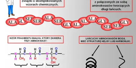 Schemat budowy białek: łańcuch aminokwasów (ALA, GLY, SER) tworzy wiązania peptydowe, a cały pierwiastek w białku może przyjmować strukturę helisy.