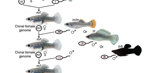 Schema illustra il pesce che si riproduce senza fecondazione, creando cloni femminili con genoma identico.