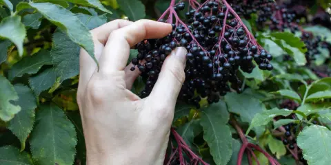 Hand erntet reife Holunderbeeren. Die dunklen, glänzenden Beeren hängen in Dolden an einem Strauch mit grünen Blättern. Wann ist Holunder reif? Jetzt!