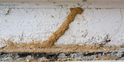 Un tunnel de terre, signe d'un trou de termite dans le bois, serpente sur un mur blanc.