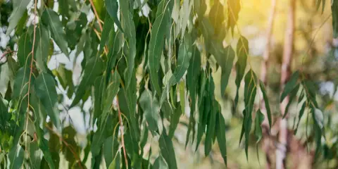 Feuilles d'eucalyptus tombantes, baignées de soleil. L'image évoque le plaisir de planter un eucalyptus dans un jardin paisible.