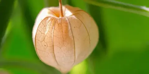 Un physalis annuel ou vivace, sa lanterne de papier orangée, délicatement veinée, se balance doucement sur sa tige.