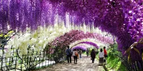 Wisteria: Jaką pergolę wybrać, by nie runęła? Poradnik