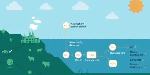 L'anidride carbonica assorbita dall'oceano causa l'acidificazione degli oceani, con conseguente diminuzione del pH e impatto sulla biodiversità marina.