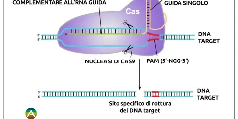 Le forbici molecolari Cas9 tagliano il DNA target guidate da un RNA, creando una rottura specifica.
