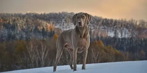 Chien Weimaraner dans la neige, le museau légèrement couvert de givre, rappelant le syndrome queue de cheval chien par sa posture fière.