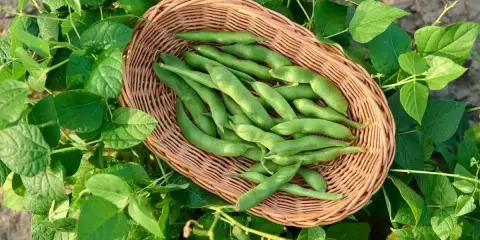 Un panier de haricots verts frais, prêts à être semés. La nature nous rappelle quand semer les haricots pour une récolte abondante.