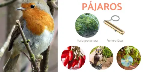 Un petirrojo posa mientras la imagen muestra cómo ahuyentar pájaros con malla, puntero láser, chile, búhos falsos y CDs.