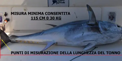 Tonno di notevole grandezza, con indicazioni sulla misura minima consentita (115 cm o 30 kg) e sui punti di misurazione della lunghezza.