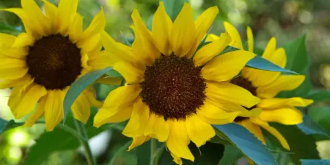 Bright yellow sunflowers in bloom, showcasing various types with their dark centers and vibrant petals against a soft green background.